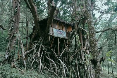 Hempas Stress! Menginap di Rumah Pohon, View-nya Gunung Banyak dan Telaga
