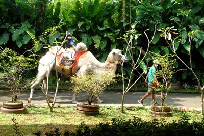 Pengunjung Taman Safari Diimbau Beli Tiket Online saat Musim Libur Lebaran