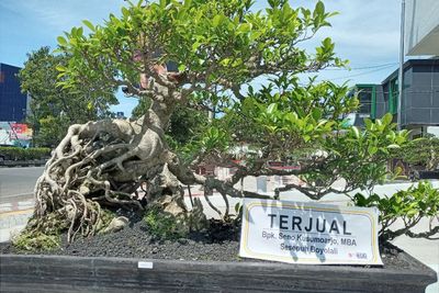 Wow! Bonsai Seharga Rp100 Juta Milik Warga Boyolali Laku Terjual, Siapa yang Beli?