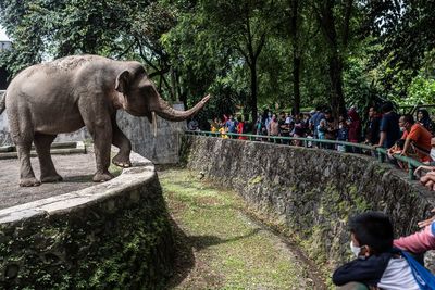 Jumlah Pengunjung Ragunan di H+2 Lebaran 2022 Melonjak Dibanding Kemarin