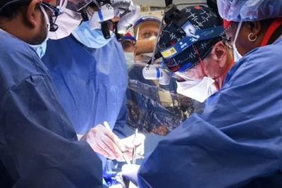 Sederet Fakta Pasien Transplantasi Jantung Babi yang Meninggal, Ini Penyebabnya!