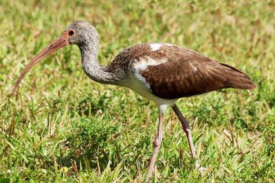 Burung Ibis Kerap Dijadikan Sesajen untuk Dewa Thoth di Zaman Mesir Kuno
