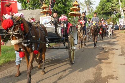 Nikah Unik! Mempelai Pria Diarak Pakai 11 Kuda, Rombongan Bawa Lemari dan Meja Rias!