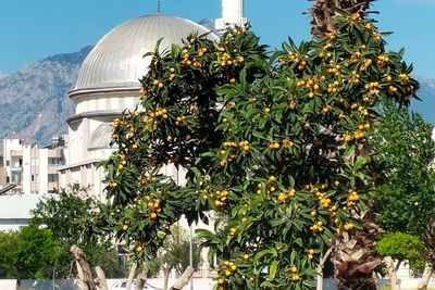 Di Indonesia Langka, Anggur Karo Malah Tumbuh Subur di Negara Ini