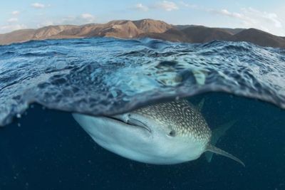 Laut-Laut Arab, Tempat Pujangga Menyanjung, Pengusaha Menguras dan Aktivis Melestarikan