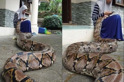 Ngeri! Ular Piton Besar Bersandar di Pangkuan Gadis yang Sedang Asik Main HP