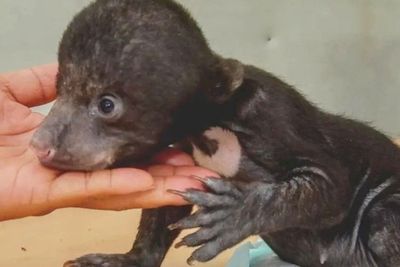 Sedih! Bayi Beruang Madu Ditinggal Induknya di Hutan, Begini Nasibnya Sekarang