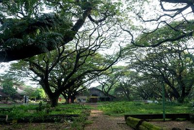 Taman Kota Paling Eksotis! Dikelilingi Pohon Trembesi Mirip Hutan di Film Lord of The Ring