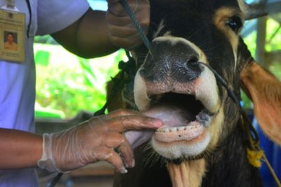 Hewan Ternak Terserang Penyakit Mulut-Kuku, Pemprov DKI Bakal Perketat Pemeriksaan Daging
