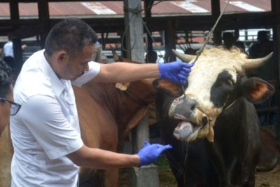 Muncul Wabah Mulut Kuku Hewan Ternak, Kapolri Minta Masyarakat Tak Panik