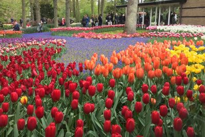 Fakta Menarik Asal-usul Bunga Tulip, Diakui Belanda Ternyata dari Turki! Gimana Kisahnya?