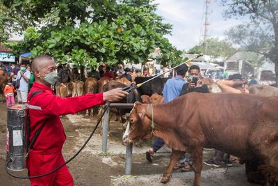 Ini Gejala Sapi yang Kena Virus PMK, Dinas Pertanaian Yogyakarta Minta Segera Dikarantina