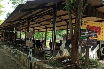 Ikuti 99 Papan Asmaul Husna, Temukan Peternakan Sapi Bak di Australia!