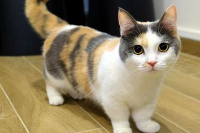 Fakta Unik Kucing Munchkin yang Menggemaskan, Disebut Kucing Cebol karena Berkaki Pendek