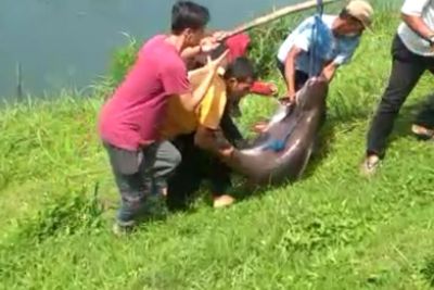 Geger Ikan Patin Raksasa dari Danau Lido yang Dikenal Angker, yang Makan akan Meninggal?