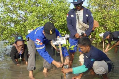 Seribu Mangrove Ditanam Antisipasi Abrasi di Pesisir Pantai Jepara