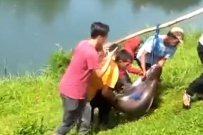 Penampakan Ikan Patin Raksasa Ditangkap di Danau Lido Bogor, Netizen: Auto Makan Besar