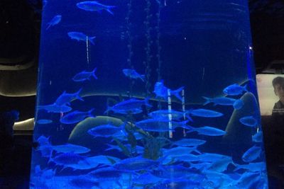 Ada Akuarium Kelas Dunia di Dalam Mal Jakarta, Saingannya Sea Aquarium Singapura?