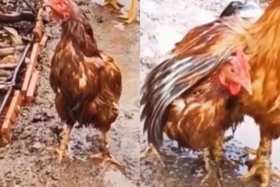 Momen Ayam Jantan Peluk Ayam Betina Bikin Netizen Baper: Ayam Aja Bisa, Masa Gue Nggak!
