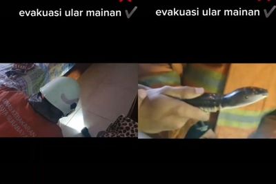 Heboh Wanita Telepon Damkar karena Ular di Kolong Tempat Tidur, Ending-nya Bikin Ngenes