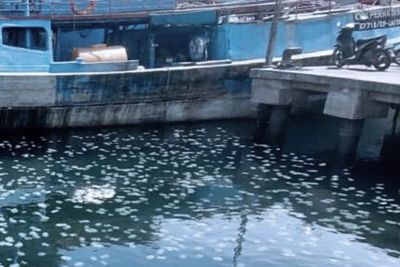 Langka! Ribuan Ubur-ubur Menyerang Perairan Probolinggo, Pertanda Apa?
