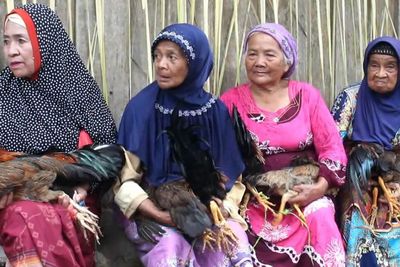 Ritual Aneh ! Ratusan Warga Enrekang Naik Bukit Sambil Membawa Ayam, Buat Apa?
