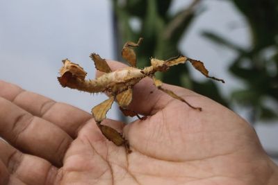 Pendaki Gunung Hobi Budi Daya Serangga Langka, Alasannya Gak Terduga!