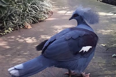 Bangga! Burung Dara Terbesar di Dunia Ternyata Ada di Bali