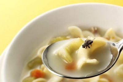 Cara Mengusir Lalat di Rumah dengan Cepat Secara Alami, Dijamin Ampuh!