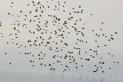 Warga Sulawesi Selatan Panik Diserang Burung, Sampai Rela Bergantian Jaga