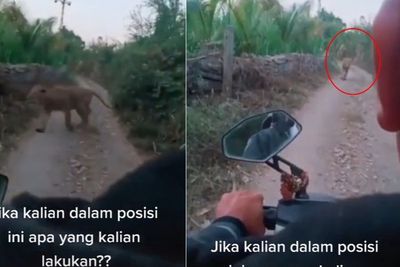 Momen Menegangkan Pemotor Tertawa saat Dihadang Macan, Endingnya Bikin Jantungan!
