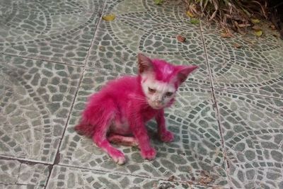 Kasihan, Kucing Bertubuh Kurus Ini Diwarnai Paksa Jadi Pink oleh Anak-Anak