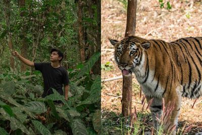 Dikatakan Andrew Kalaweit, Benarkah Kabur saat Berpapasan dengan Harimau Berbahaya?