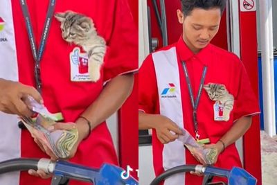 Viral Petugas SPBU Momong Anak Kucing saat Bertugas, Santuy Dikantongi di Baju