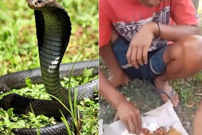 Video Lagi Asyik Makan, Warga Terkejut Temukan Ular Kobra Kejar Tikus yang Jadi Buruan