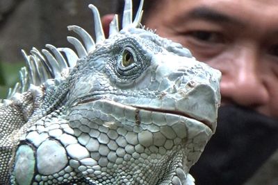 Temuan Baru! Reptil Purba Ternyata Bisa Berkembang Biak Pakai Pasir Gunung Bromo
