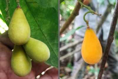 Seukuran Melinjo, Buah Langka Ini Hanya Tumbuh di Hutan Belantara Riau