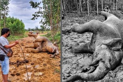 Sedih! Gajah Betina yang Mati Mengenaskan di Bengkalis Ternyata Sedang Hamil