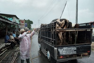 Miris, Jelang Idul Adha Ratusan Pedagang Sapi di Boyolali Malah Kehilangan Pekerjaan