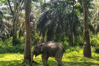 Modal Rp2 Ribu Bisa Healing Sama Gajah, Lokasinya Mirip di Bali
