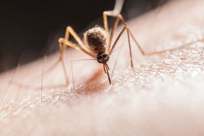 Alasan Nyamuk Jadi Serangga Paling Mematikan di Bumi