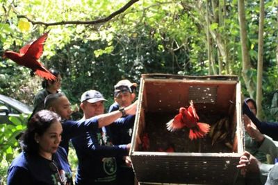 BKSDA Maluku Lepas Liarkan 68 Satwa yang Dilindungi ke Alam Liar di Seram Bagian Timur