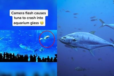 Fakta Kematian Tragis Ikan Tuna di Akuarium Okinawa Jepang, Flash Pengunjung Dikira Mangsa