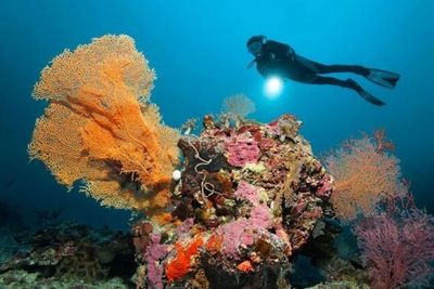 Bukannya Dilestarikan, Ilmuwan Australia Mencabut Rumput Laut di Great Barrier Reef
