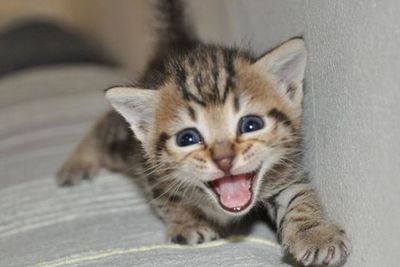 Sering Menggigit dan Mencakar, Anak Kucing Punya Kode Khusus untuk Kamu!