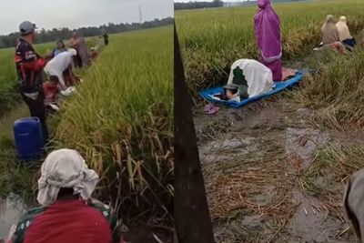 Momen Petani Shalat Bersama di Tengah Sawah, Sempatkan Ibadah Meski Sibuk Kerja