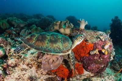 Proyek Mercusuar Segitiga Terumbu Karang: Inisiatif Pemikat Wisatawan ke Pulau Bangka