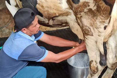 Peternak Sapi Perah di Ponorogo Buang Ratusan Liter Susu Setiap Hari, Kenapa?