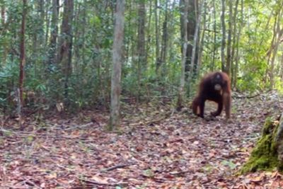 Momen Orangutan di Hutan Kalimantan Koprol Lalu Clingak-clinguk Ini Curi Perhatian