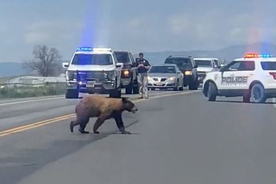Beruang Cuek Menyebrang Jalan Raya Gak Takut Mati tapi Pinter ..